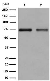 Western blot - Anti-GNE antibody [EPR15058] - BSA and Azide free (AB250798)
