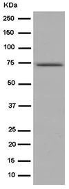 Western blot - Anti-GNE antibody [EPR15058] - BSA and Azide free (AB250798)