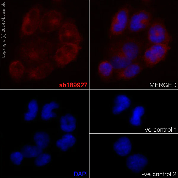 Immunocytochemistry/ Immunofluorescence - Anti-GNE antibody [EPR15059] - BSA and Azide free (AB251009)