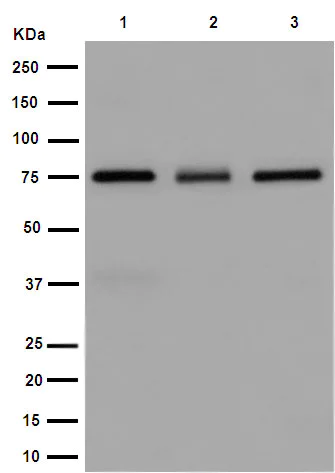 Western blot - Anti-GNE antibody [EPR15059] - BSA and Azide free (AB251009)