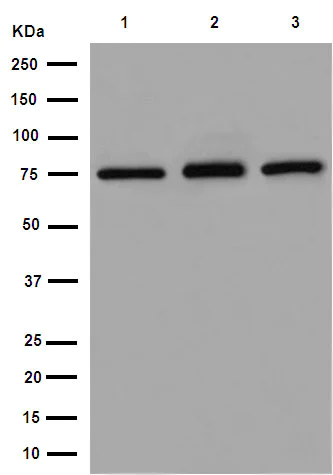 Western blot - Anti-GNE antibody [EPR15059] - BSA and Azide free (AB251009)