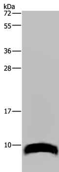 Western blot - Anti-GNG2 antibody (AB198225), expandable thumbnail
