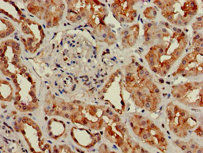 Immunohistochemistry (Formalin/PFA-fixed paraffin-embedded sections) - Anti-GNG4 antibody (AB238868)