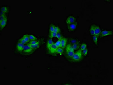 Immunocytochemistry/ Immunofluorescence - Anti-GNG5 antibody (AB238835), expandable thumbnail