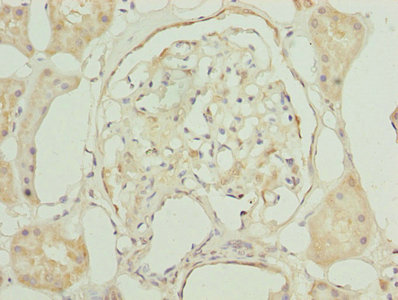 Immunohistochemistry (Formalin/PFA-fixed paraffin-embedded sections) - Anti-GNG5 antibody (AB238835), expandable thumbnail