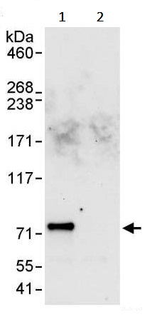 Immunoprecipitation - Anti-GNL1 antibody (AB245634), expandable thumbnail