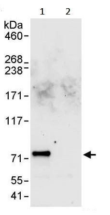 Immunoprecipitation - Anti-GNL1 antibody (AB245634)