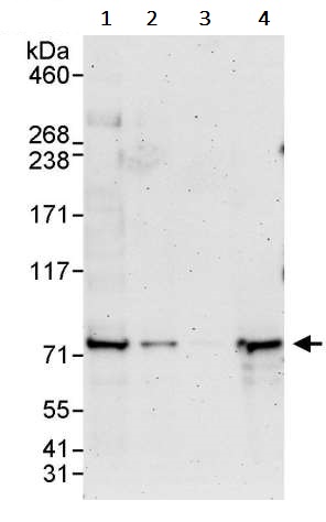 Western blot - Anti-GNL1 antibody (AB245634), expandable thumbnail