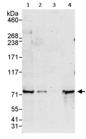 Western blot - Anti-GNL1 antibody (AB245634)