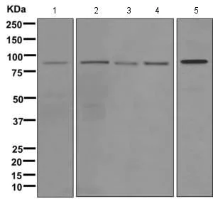 Western blot - Anti-GNL2 antibody [EPR11479] - BSA and Azide free (AB249625)