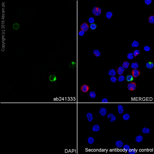 Immunocytochemistry/ Immunofluorescence - Anti-GNLY/Granulysin antibody [EPR22110-101] (AB241333), expandable thumbnail