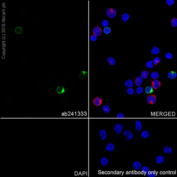 Immunocytochemistry/ Immunofluorescence - Anti-GNLY/Granulysin antibody [EPR22110-101] (AB241333)