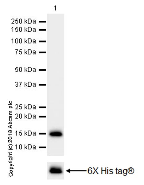 Western blot - Anti-GNLY/Granulysin antibody [EPR22110-101] (AB241333), expandable thumbnail