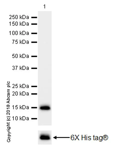 Western blot - Anti-GNLY/Granulysin antibody [EPR22110-101] (AB241333)