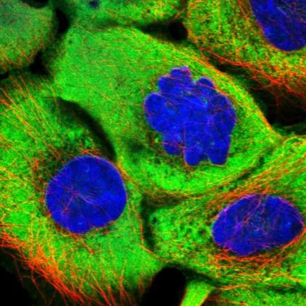 Immunocytochemistry/ Immunofluorescence - Anti-GNMT antibody (AB224753)
