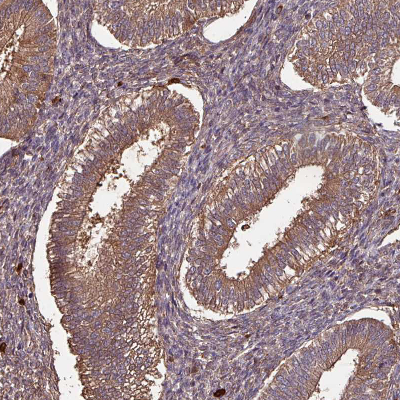 Immunohistochemistry (Formalin/PFA-fixed paraffin-embedded sections) - Anti-GNPDA1 antibody (AB253023), expandable thumbnail