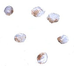 Immunocytochemistry - Anti-GNPDA2 antibody (AB106363)