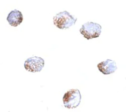 Immunocytochemistry - Anti-GNPDA2 antibody (AB106363)