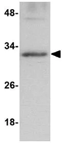 Western blot - Anti-GNPDA2 antibody (AB106363)