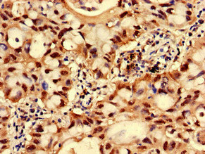 Immunohistochemistry (Formalin/PFA-fixed paraffin-embedded sections) - Anti-GNPNAT1 antibody (AB234981)