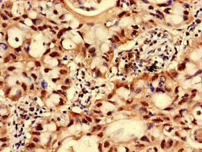 Immunohistochemistry (Formalin/PFA-fixed paraffin-embedded sections) - Anti-GNPNAT1 antibody (AB234981)