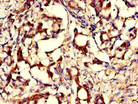 Immunohistochemistry (Formalin/PFA-fixed paraffin-embedded sections) - Anti-GNPNAT1 antibody (AB234981)