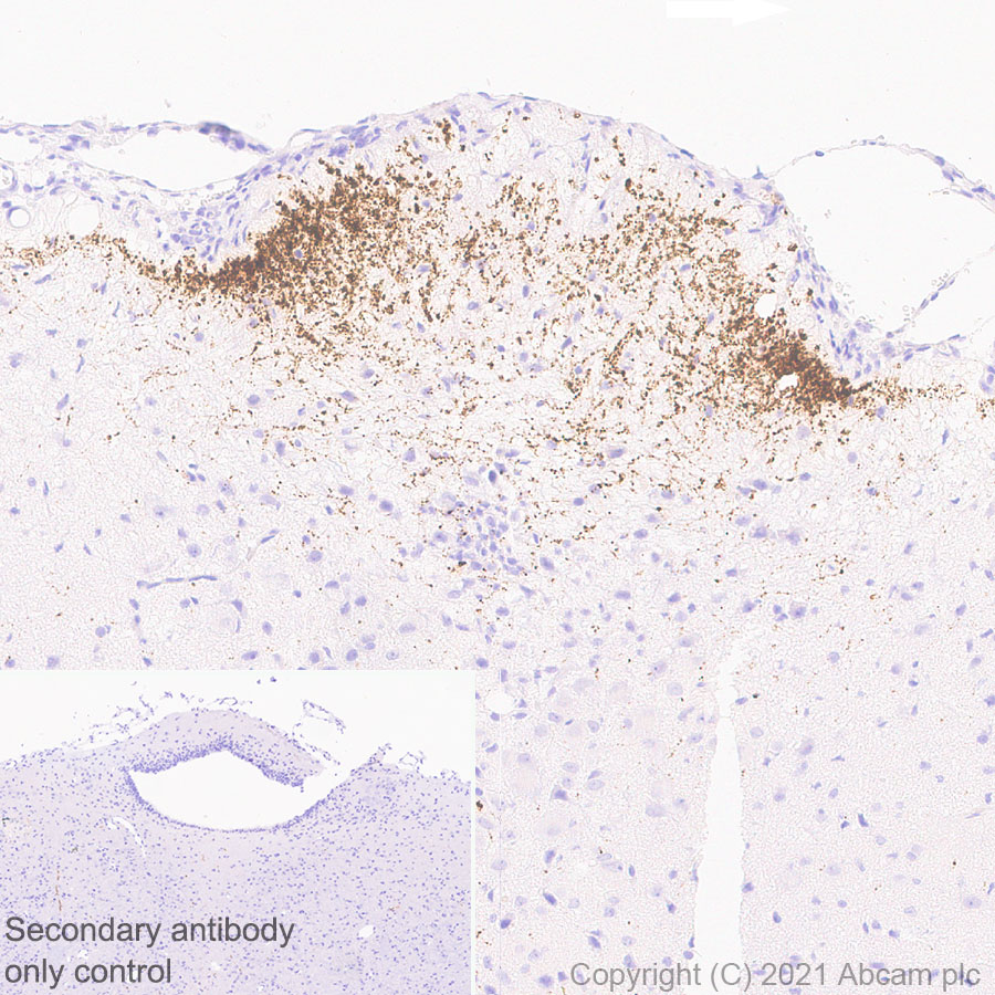 Immunohistochemistry (Formalin/PFA-fixed paraffin-embedded sections) - Anti-GnRH antibody [EPR24529-70] (AB281844), expandable thumbnail