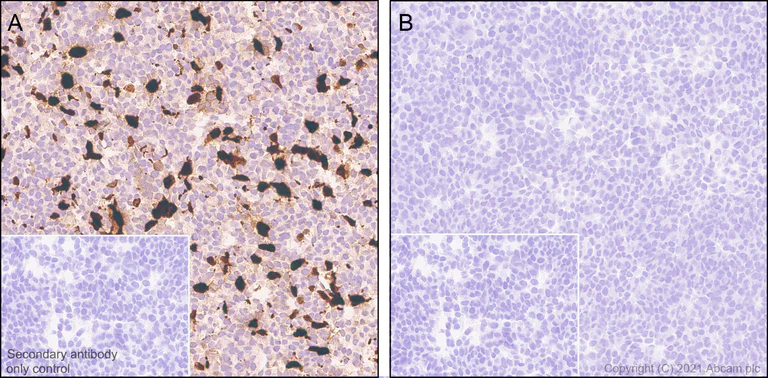 Immunohistochemistry (Formalin/PFA-fixed paraffin-embedded sections) - Anti-GnRH antibody [EPR24529-70] (AB281844)