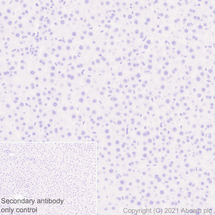 Immunohistochemistry (Formalin/PFA-fixed paraffin-embedded sections) - Anti-GnRH antibody [EPR24529-70] (ab281844), expandable thumbnail