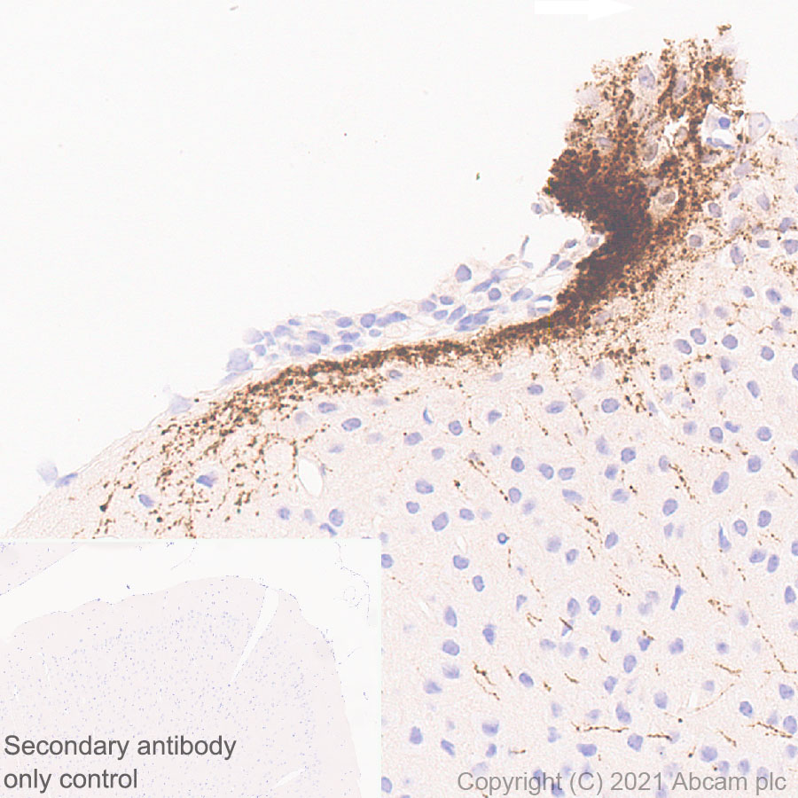 Immunohistochemistry (Formalin/PFA-fixed paraffin-embedded sections) - Anti-GnRH antibody [EPR24529-70] (AB281844), expandable thumbnail
