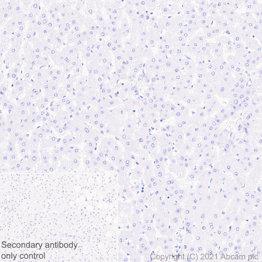 Immunohistochemistry (Formalin/PFA-fixed paraffin-embedded sections) - Anti-GnRH antibody [EPR24529-70] (ab281844), expandable thumbnail