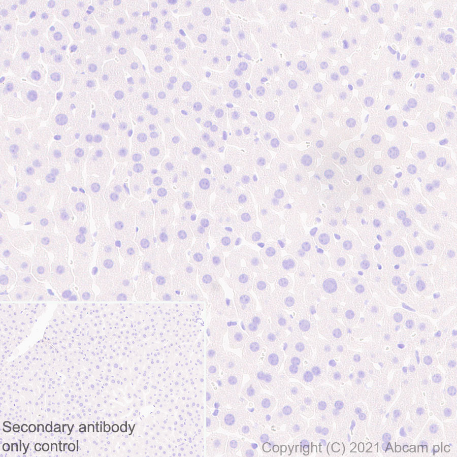 Immunohistochemistry (Formalin/PFA-fixed paraffin-embedded sections) - Anti-GnRH antibody [EPR24529-70] (ab281844), expandable thumbnail