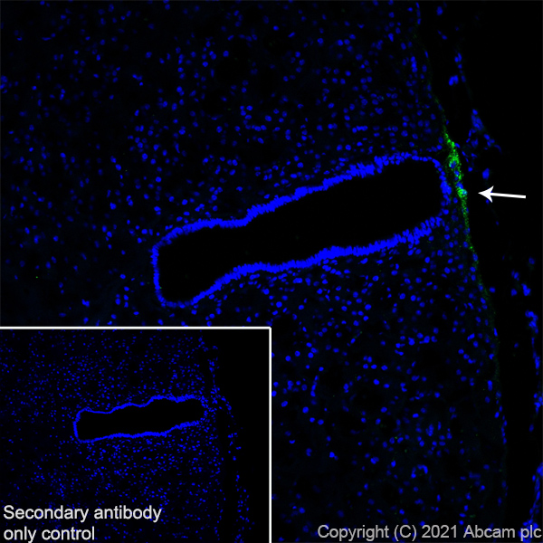 Immunohistochemistry (Frozen sections) - Anti-GnRH antibody [EPR24529-70] (AB281844), expandable thumbnail