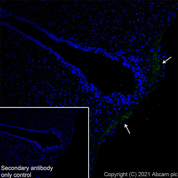 Immunohistochemistry (Frozen sections) - Anti-GnRH antibody [EPR24529-70] (AB281844), expandable thumbnail