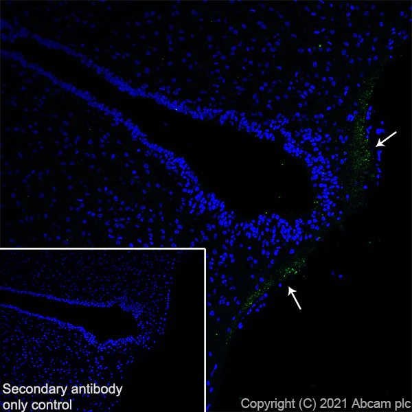 Immunohistochemistry (Frozen sections) - Anti-GnRH antibody [EPR24529-70] (AB281844)