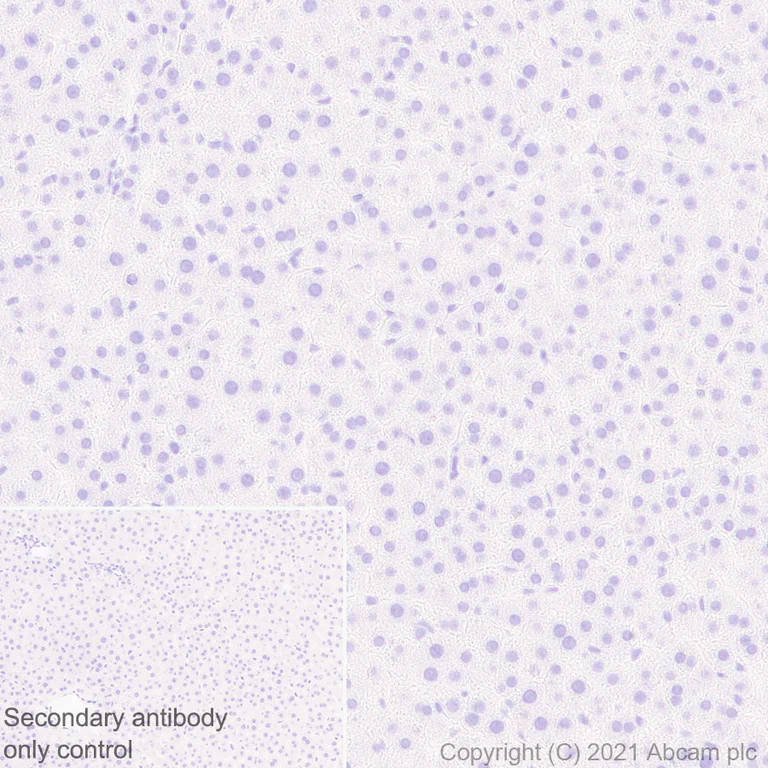 Immunohistochemistry (Formalin/PFA-fixed paraffin-embedded sections) - Anti-GnRH antibody [EPR24529-70] - BSA and Azide free (AB284859)