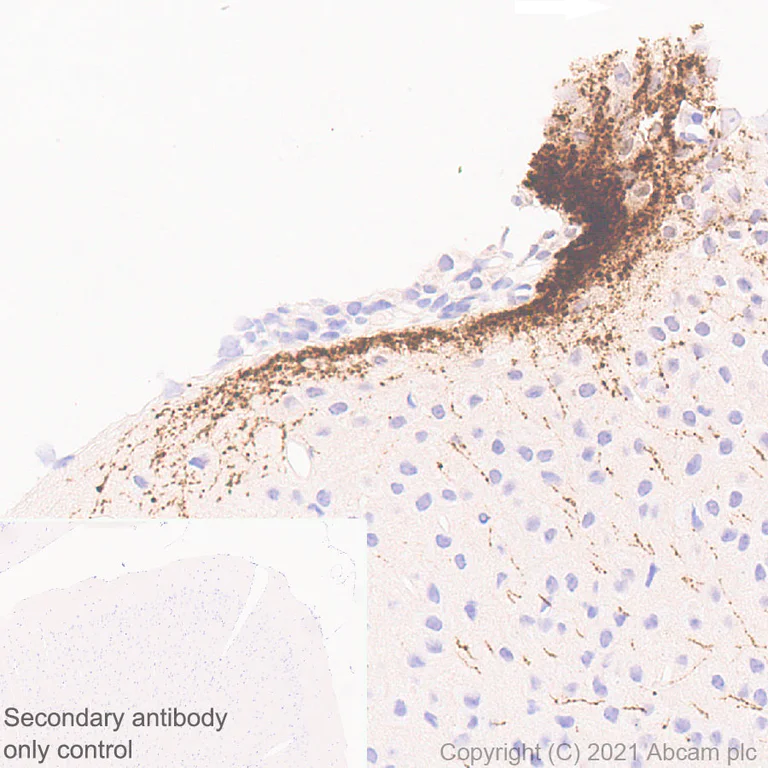 Immunohistochemistry (Formalin/PFA-fixed paraffin-embedded sections) - Anti-GnRH antibody [EPR24529-70] - BSA and Azide free (AB284859)
