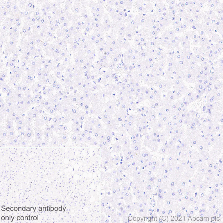 Immunohistochemistry (Formalin/PFA-fixed paraffin-embedded sections) - Anti-GnRH antibody [EPR24529-70] - BSA and Azide free (AB284859)