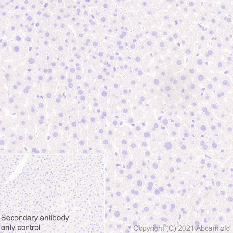 Immunohistochemistry (Formalin/PFA-fixed paraffin-embedded sections) - Anti-GnRH antibody [EPR24529-70] - BSA and Azide free (AB284859)