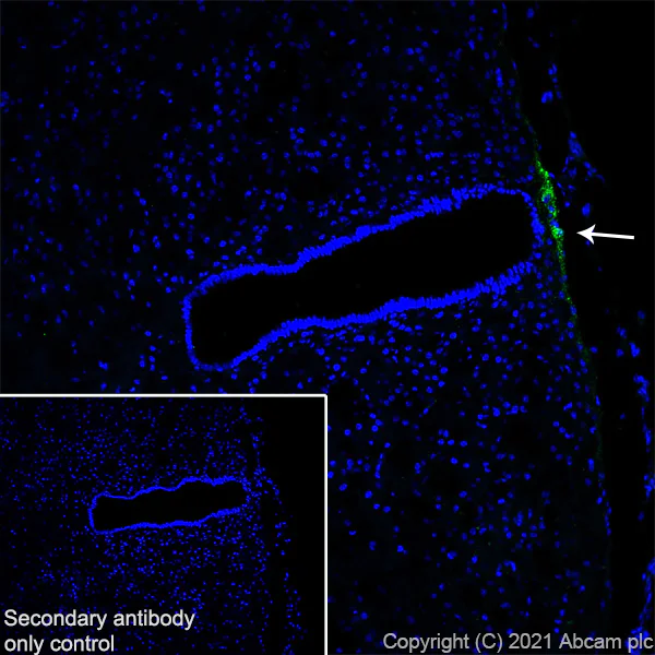 Immunohistochemistry (Frozen sections) - Anti-GnRH antibody [EPR24529-70] - BSA and Azide free (AB284859)