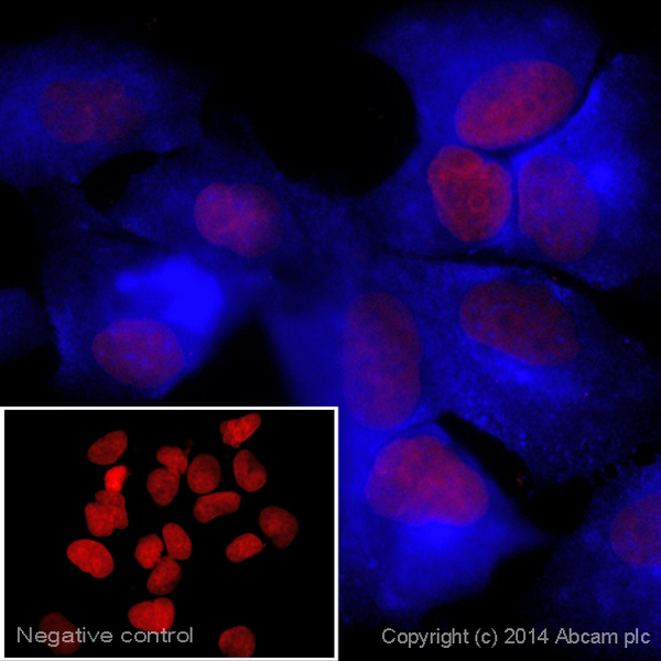 Immunocytochemistry/ Immunofluorescence - Goat Anti-Armenian hamster IgG H&L (Alexa Fluor® 405) (AB175680), expandable thumbnail