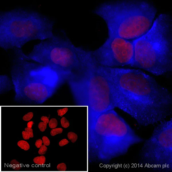 Immunocytochemistry/ Immunofluorescence - Goat Anti-Armenian hamster IgG H&L (Alexa Fluor® 405) (AB175680)