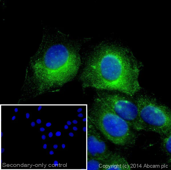Immunocytochemistry - Goat Anti-Armenian hamster IgG H&L (Alexa Fluor® 488) (AB173003)