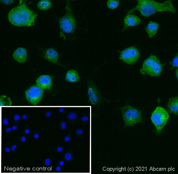 Goat Anti Armenian hamster (IgG) secondary antibody Alexa Fluor