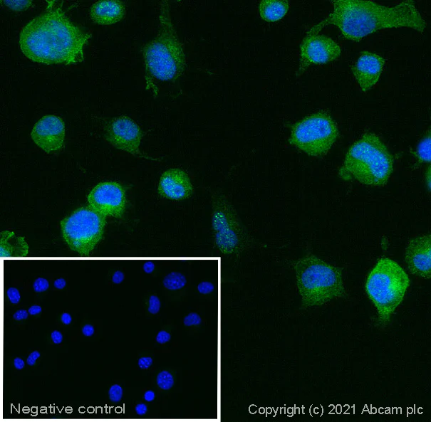 Goat Anti Armenian hamster (IgG) secondary antibody Alexa Fluor
