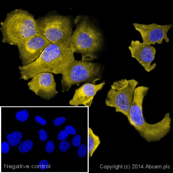 Immunocytochemistry/ Immunofluorescence - Goat Anti-Armenian hamster IgG H&L (Alexa Fluor® 568) (AB175716)