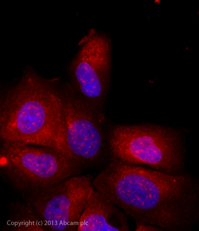 Immunocytochemistry/ Immunofluorescence - Goat Anti-Armenian hamster IgG H&L (Alexa Fluor® 647) (AB173004), expandable thumbnail