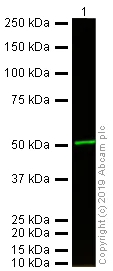 Western blot - Goat Anti-Armenian hamster IgG H&L (Alexa Fluor® 750) (AB175760)