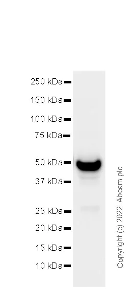 Western blot - Goat Anti-Armenian hamster IgG H&L (Alkaline Phosphatase) (AB5746)
