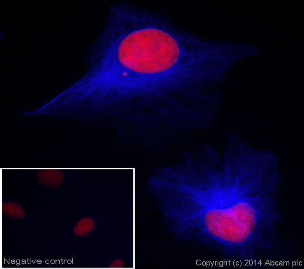 Immunocytochemistry/ Immunofluorescence - Goat Anti-Chicken IgY H&L (Alexa Fluor® 405) preadsorbed (AB175675)